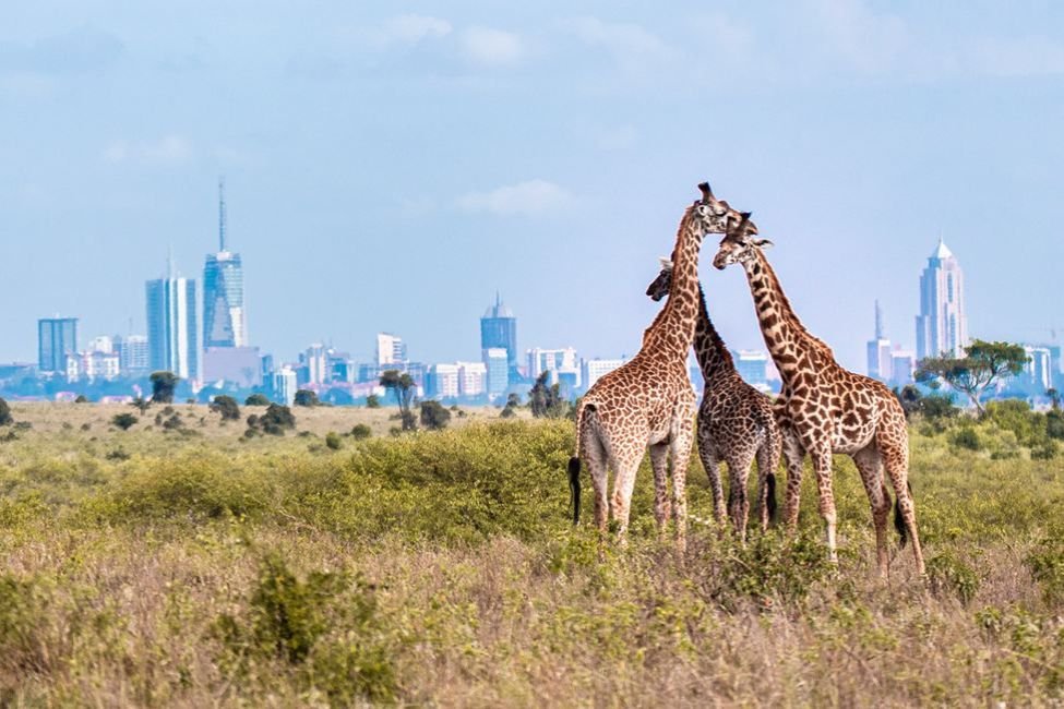 nairobi-national-park-giraffes-cbd-skyline-source-uncropped